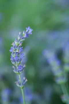 Bee on a lavander Stock Photos