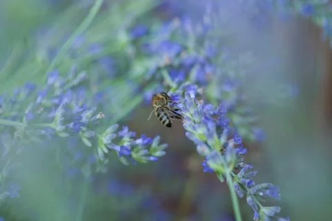 Bee on a lavander Photos