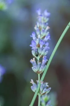 Bee on a lavander Photos