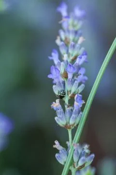 Bee on a lavander Stockfoto's