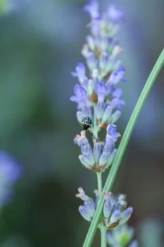 Bee on a lavander Fotos Stock