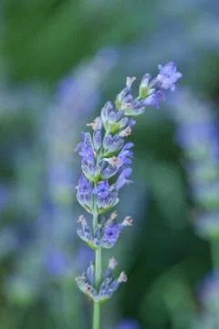 Bee on a lavander Photos