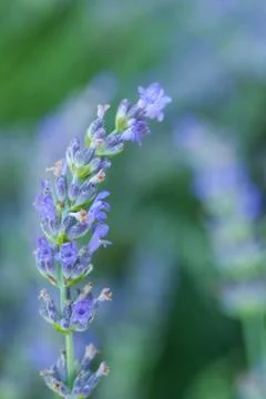 Bee on a lavander Stockfoto's