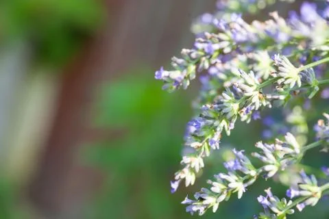 Bee on a lavander Photos