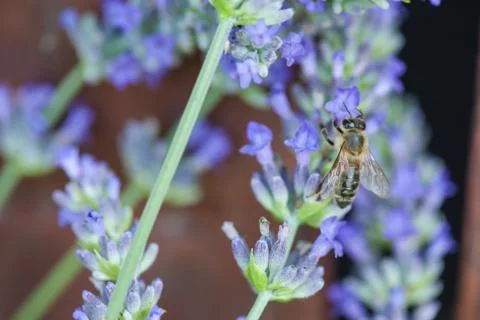 Bee on a lavander Photos