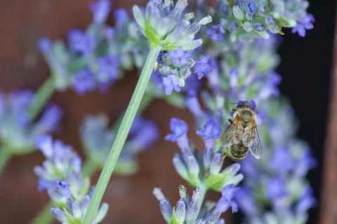 Bee on a lavander Fotos Stock