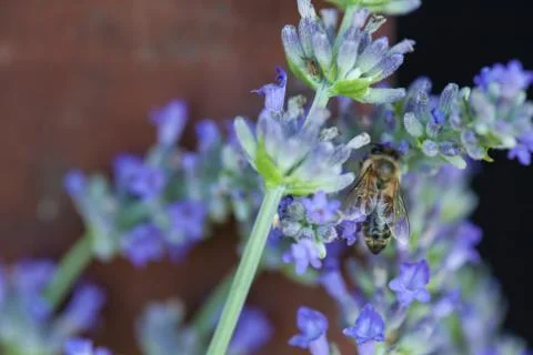 Bee on a lavander Photos