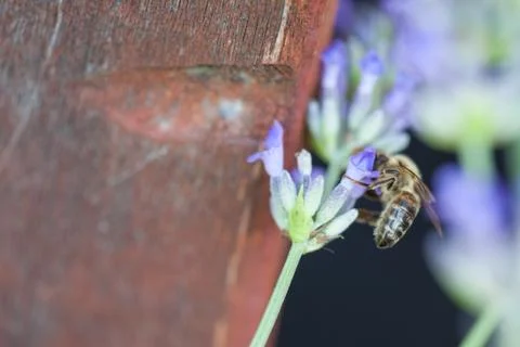 Bee on a lavander Stock Photos