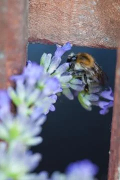 Bee on a lavander Stockfoto's