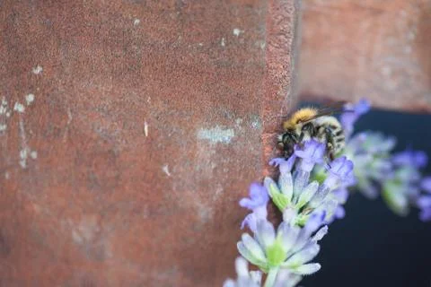 Bee on a lavander Stockfoto's