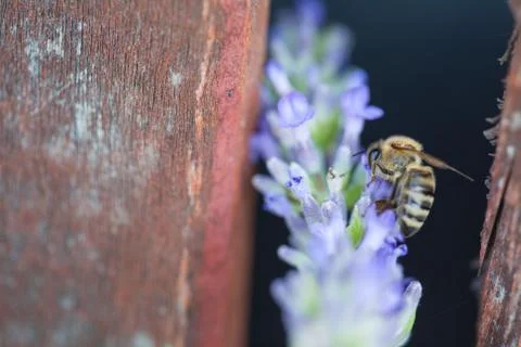 Bee on a lavander Photos