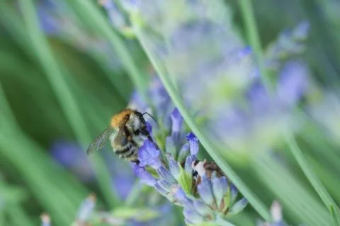 Bee on a lavander Stock Photos