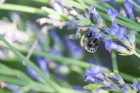 Bee on a lavander Фото