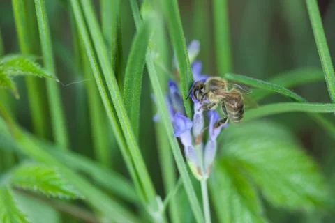 Bee on a lavander Stockfoto's