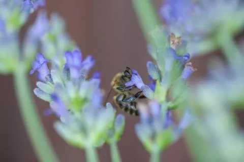 Bee on a lavander Photos