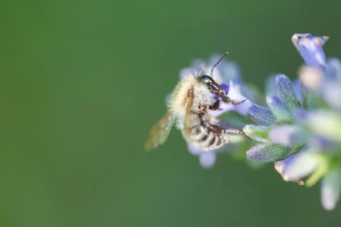 Bee on a lavander Photos