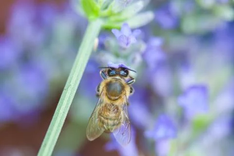 Bee on a lavander Fotos Stock