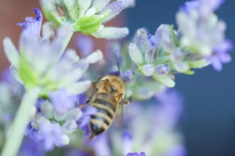 Bee on a lavander Photos