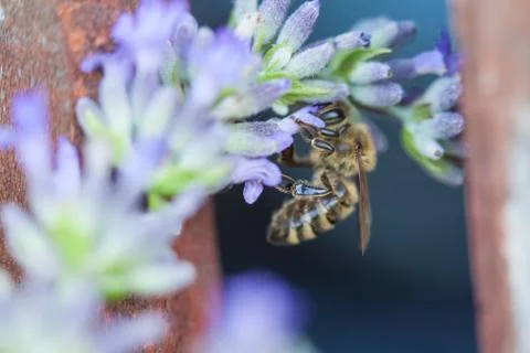 Bee on a lavander Stock Photos