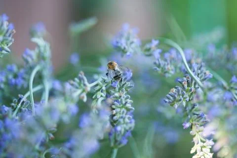 Bee on a lavander Photos