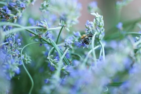 Bee on a lavander Photos