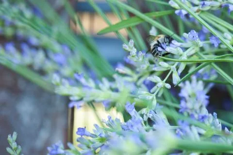Bee on a lavander Stock Photos