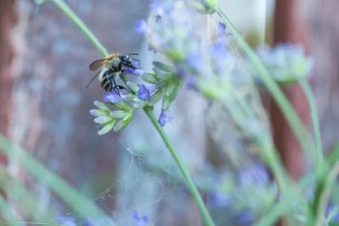 Bee on a lavander Фото
