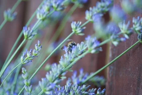 Bee on a lavander Photos