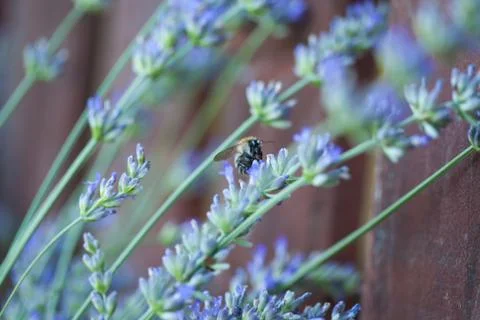 Bee on a lavander Fotos Stock