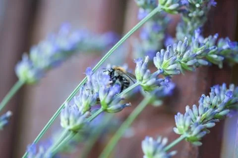 Bee on a lavander Stockfoto's