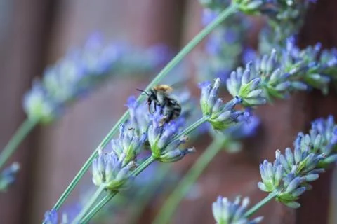 Bee on a lavander Photos