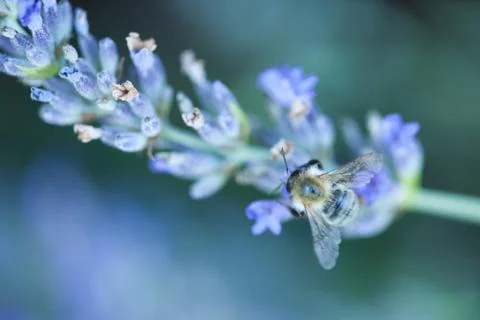 Bee on a lavander Photos