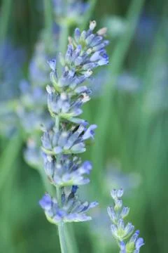 Bee on a lavander Stockfoto's