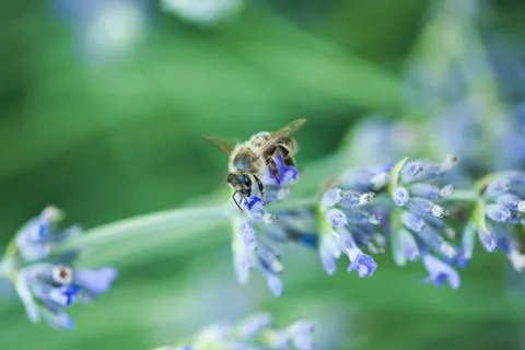 Bee on a lavander Stockfoto's