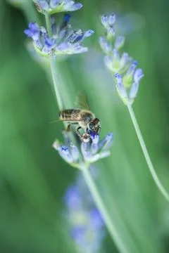 Bee on a lavander Stockfoto's