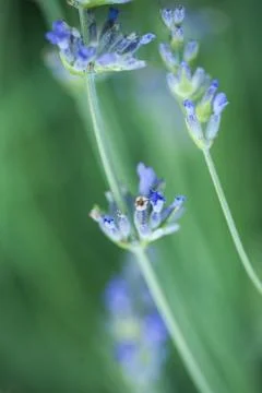 Bee on a lavander Photos