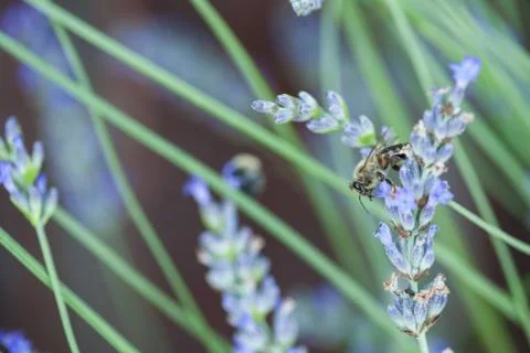 Bee on a lavander Photos