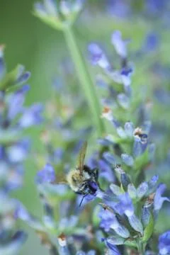 Bee on a lavander Photos
