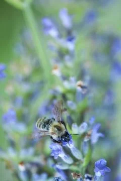 Bee on a lavander Photos