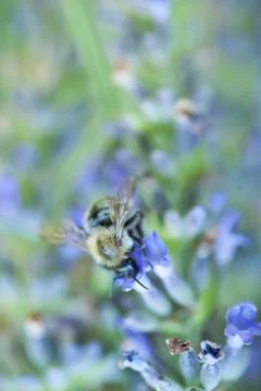 Bee on a lavander Photos