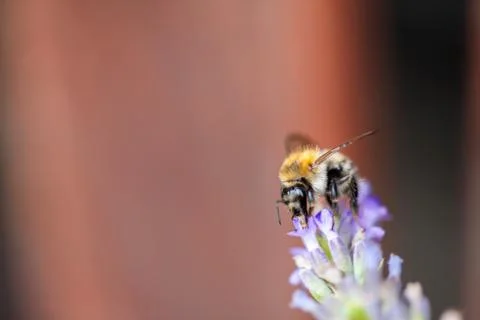Bee on a lavander Photos