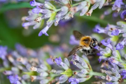Bee on a lavander Фото