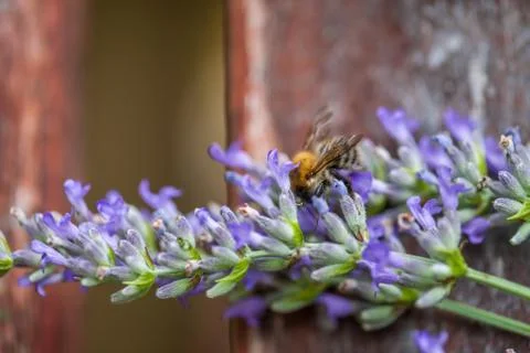 Bee on a lavander Stockfoto's