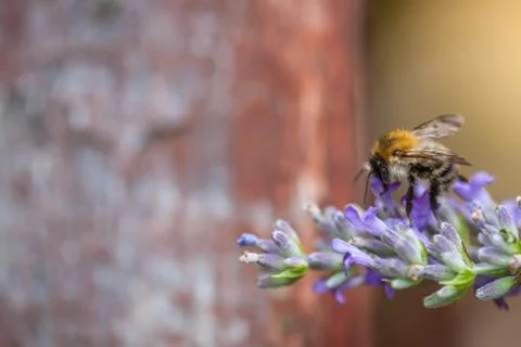 Bee on a lavander Photos
