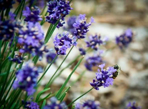 Bee on lavendar Stock Photos