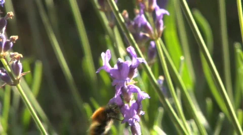 Bee on lavender 13 Stock Footage