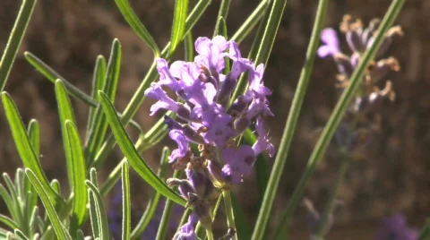 Bee on lavender 23 Stock Footage 156322