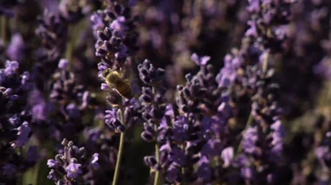 Bee Lavender Closeup Stock Footage 7907293