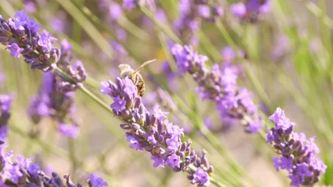 Bee on lavender field. Bee pollinates the lavender flowers. Plant pollinated 動画素材 204814124