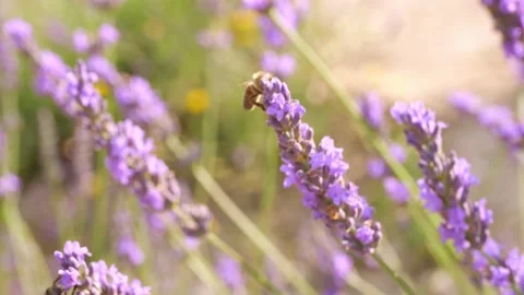 Bee on lavender field. Bee pollinates the lavender flowers. Plant pollinated Stock Footage 210829506